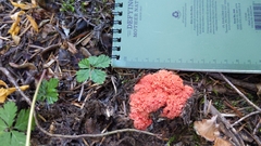 Ramaria araiospora