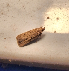 Glyphidocera juniperella