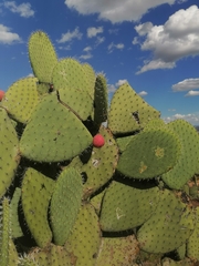Opuntia