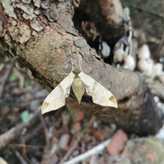 Callambulyx tatarinovii