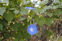 Ipomoea tricolor