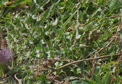 Cirsium acaule esculentum