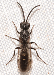 Myrmosa unicolor