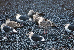 Larus schistisagus