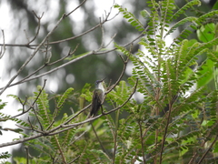 Saucerottia cyanocephala