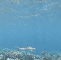 Carcharhinus melanopterus