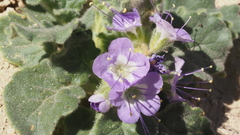 Phacelia crenulata ambigua