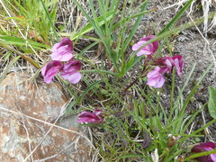 Pedicularis kerneri