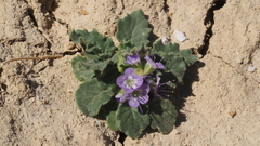 Phacelia crenulata ambigua