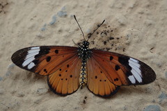 Acraea encedon encedon