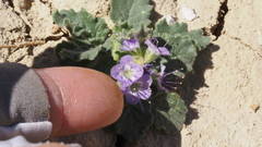 Phacelia crenulata ambigua