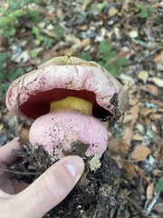 Rubroboletus eastwoodiae