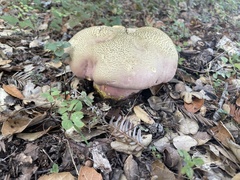 Rubroboletus eastwoodiae