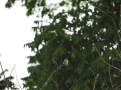 Heliomaster constantii
