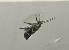 Scythris trivinctella