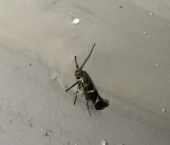 Scythris trivinctella