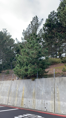 Pinus