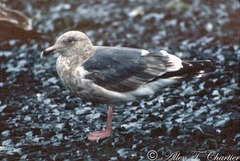 Larus schistisagus