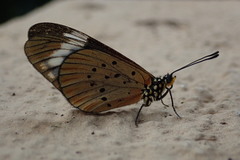 Acraea encedon encedon