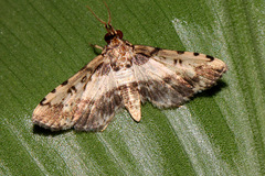 Nacoleia amphicedalis