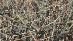 Psorothamnus polydenius