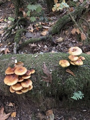 Pholiota aurivella