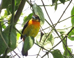 Ramphocelus flammigerus flammigerus