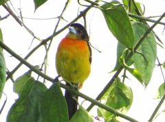 Ramphocelus flammigerus flammigerus