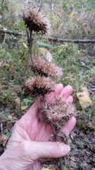 Inula racemosa