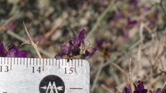 Psorothamnus polydenius