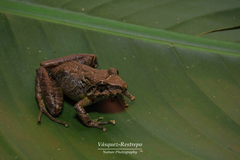 Pristimantis w-nigrum