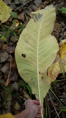 Inula racemosa