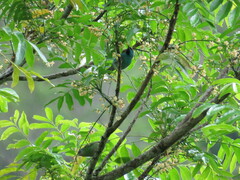 Dacnis cayana