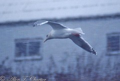 Larus schistisagus