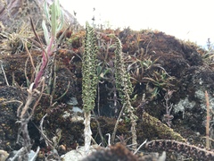 Polystichum orbiculatum