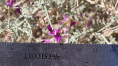 Psorothamnus polydenius