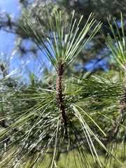 Pinus taiwanensis