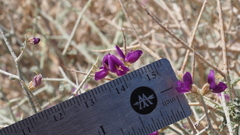 Psorothamnus polydenius