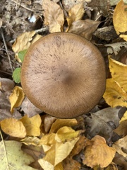 Cortinarius cinnamomeus