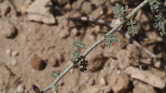 Psorothamnus polydenius