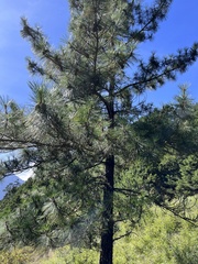Pinus taiwanensis