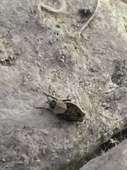 Paratettix mexicanus