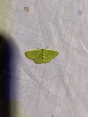 Nemoria lixaria