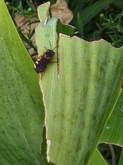 Dianthidium