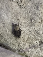 Paratettix mexicanus