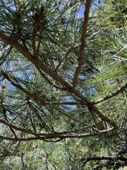 Pinus taiwanensis