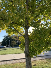 Ginkgo