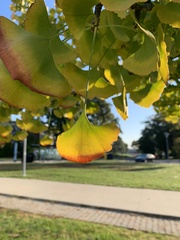 Ginkgo