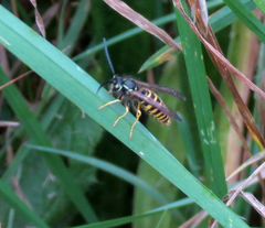 Vespula alascensis