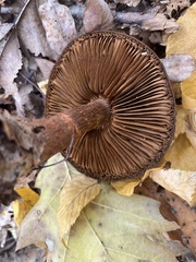 Cortinarius cinnamomeus